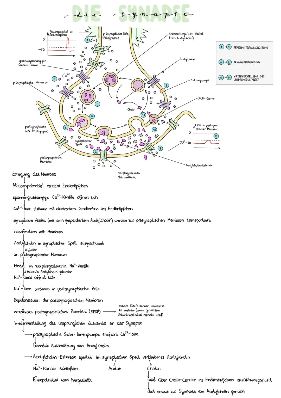 0
-70
spannungsabhängiger
Calcium-Kanal
präsynaptische Membran
postsynaptische
Zelle (Postsynapse)
die synapse
тумары
Aktionspotential im
En