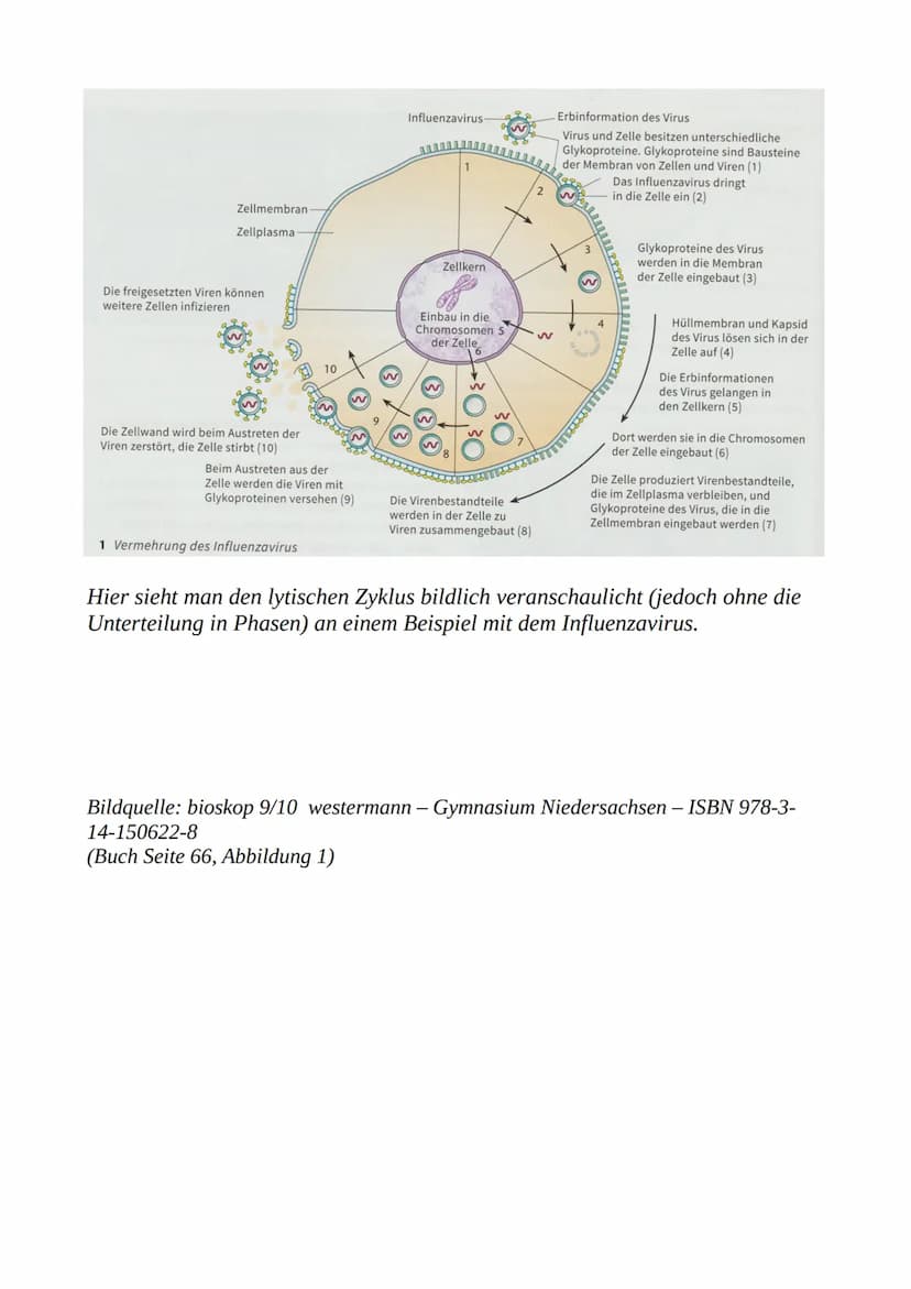 Lytischer Zyklus:
Die 4 Phasen der Virusvermehrung
Phase 1: Adsorptionsphase)
Passen die Hüllproteine des Virus mit den Rezeptoren der Körpe