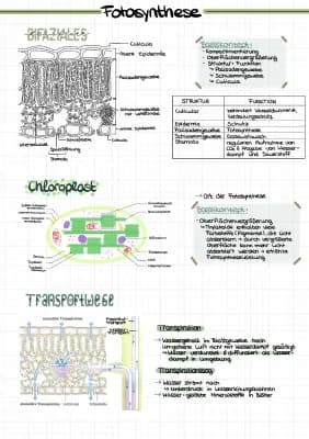 Know Fotosynthese  thumbnail