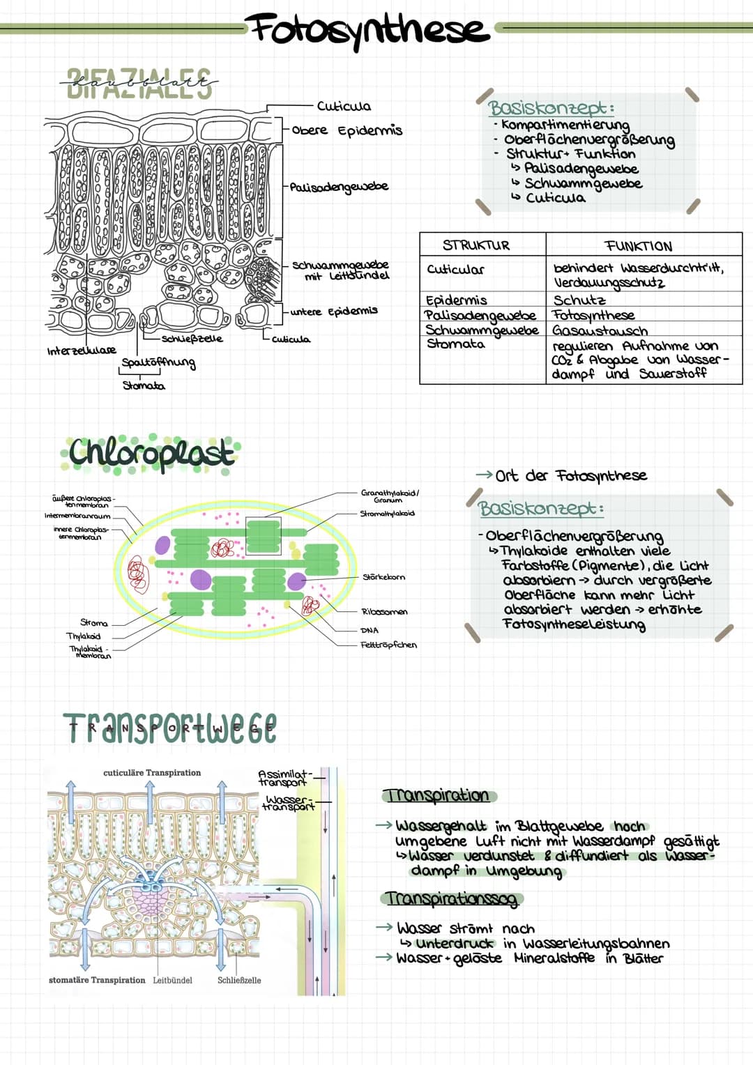 GESAMT
überblick
Palisadengewebe Hauptort FS
↳meisten Chloroplasten
Lichtenergie
6H₂0+ 6CO₂ Chlorophyll Cott12 O6 +60₂
erweiterte Reaktionsg