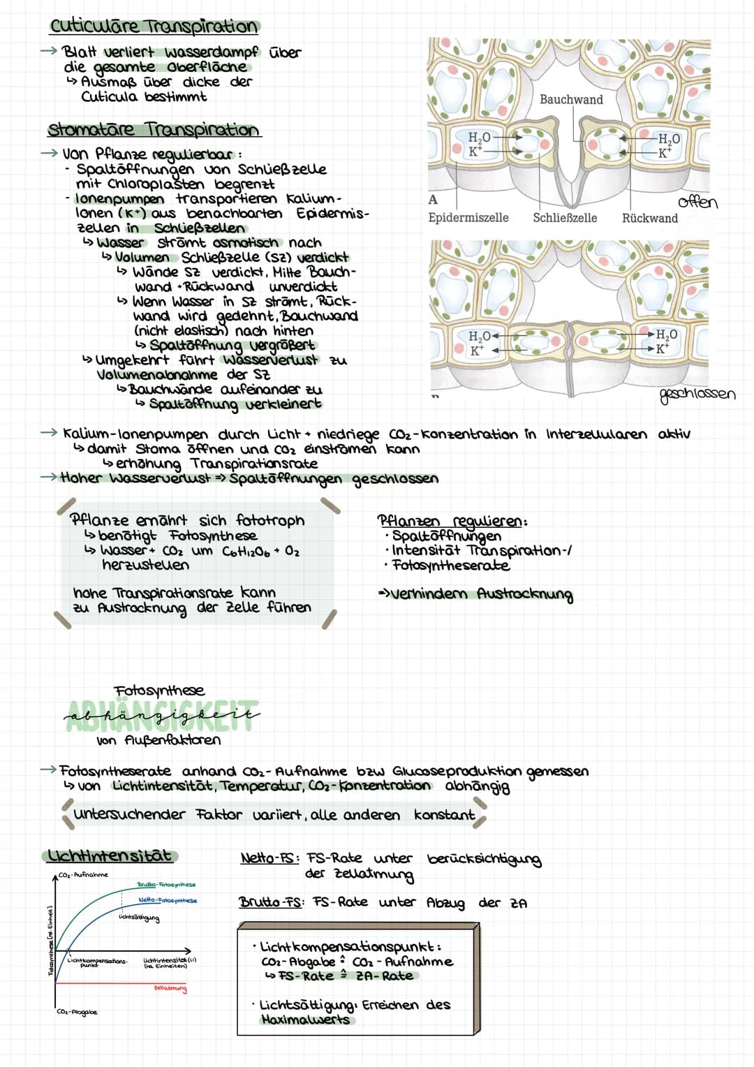 GESAMT
überblick
Palisadengewebe Hauptort FS
↳meisten Chloroplasten
Lichtenergie
6H₂0+ 6CO₂ Chlorophyll Cott12 O6 +60₂
erweiterte Reaktionsg