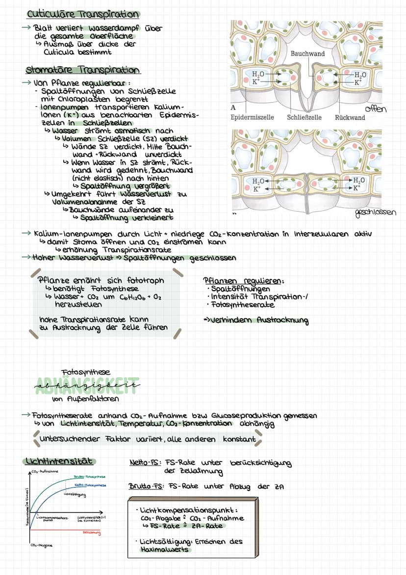 GESAMT
überblick
Palisadengewebe Hauptort FS
↳meisten Chloroplasten
Lichtenergie
6H₂0+ 6CO₂ Chlorophyll Cott12 O6 +60₂
erweiterte Reaktionsg