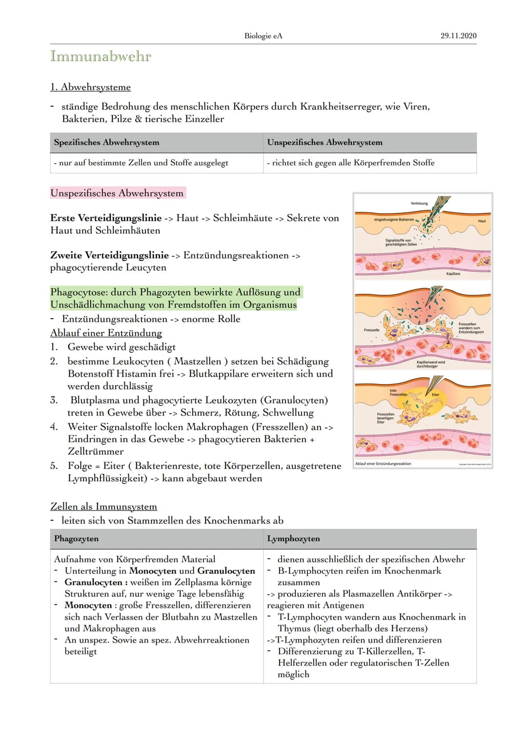 Immunabwehr
1. Abwehrsysteme
ständige Bedrohung des menschlichen Körpers durch Krankheitserreger, wie Viren,
Bakterien, Pilze & tierische Ei