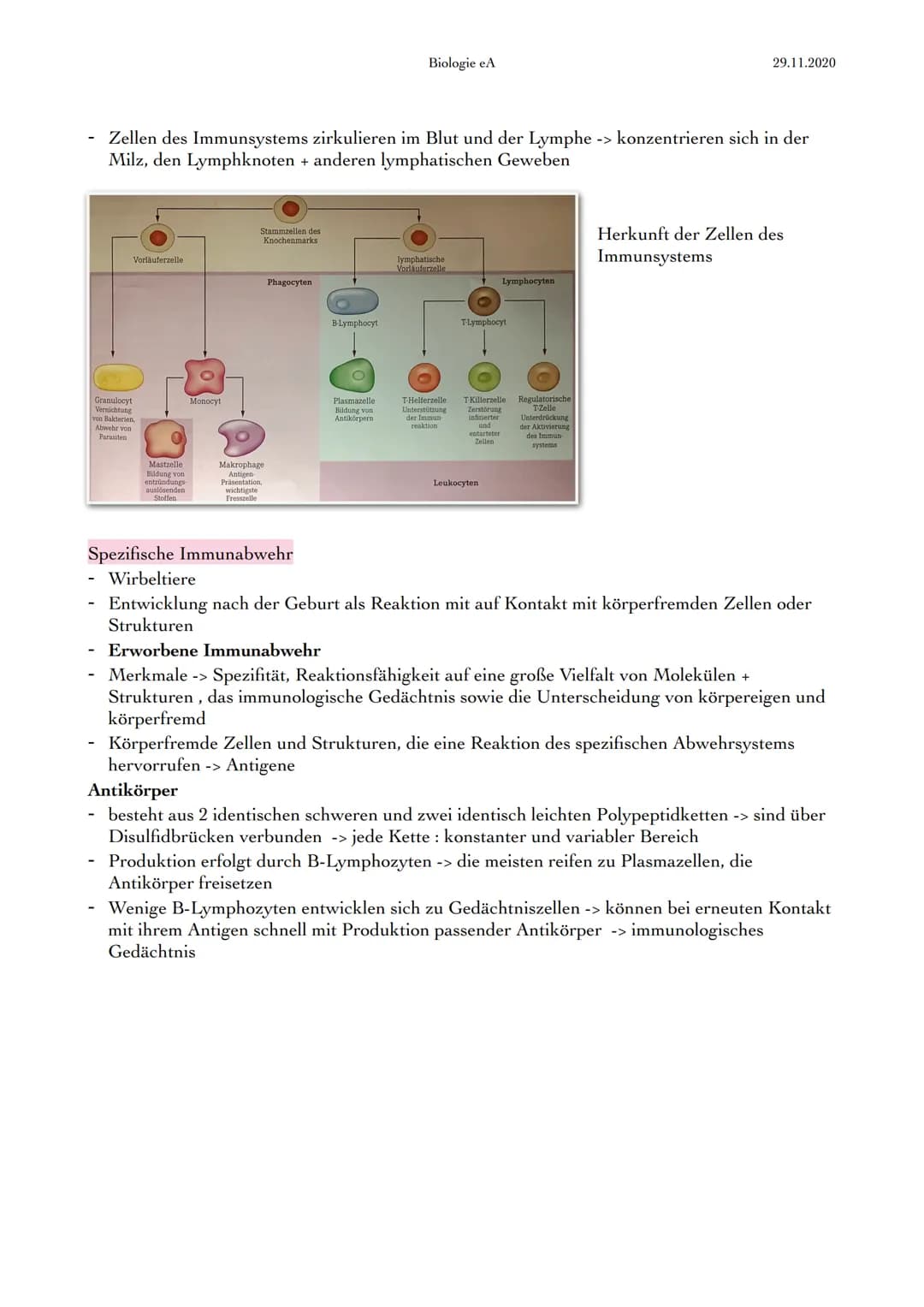 Immunabwehr
1. Abwehrsysteme
ständige Bedrohung des menschlichen Körpers durch Krankheitserreger, wie Viren,
Bakterien, Pilze & tierische Ei