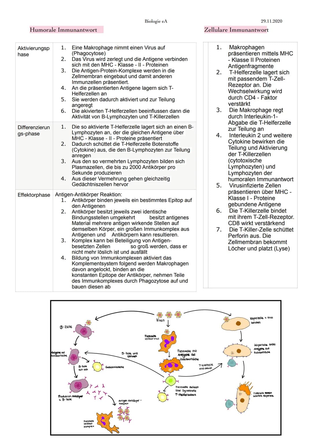 Immunabwehr
1. Abwehrsysteme
ständige Bedrohung des menschlichen Körpers durch Krankheitserreger, wie Viren,
Bakterien, Pilze & tierische Ei