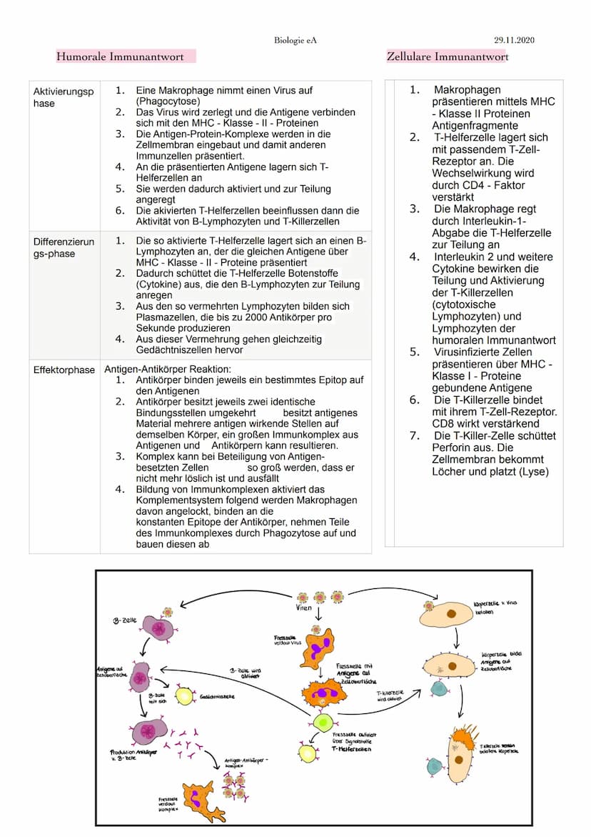 Immunabwehr
1. Abwehrsysteme
ständige Bedrohung des menschlichen Körpers durch Krankheitserreger, wie Viren,
Bakterien, Pilze & tierische Ei