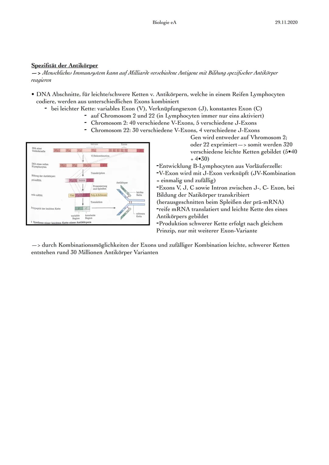 Immunabwehr
1. Abwehrsysteme
ständige Bedrohung des menschlichen Körpers durch Krankheitserreger, wie Viren,
Bakterien, Pilze & tierische Ei