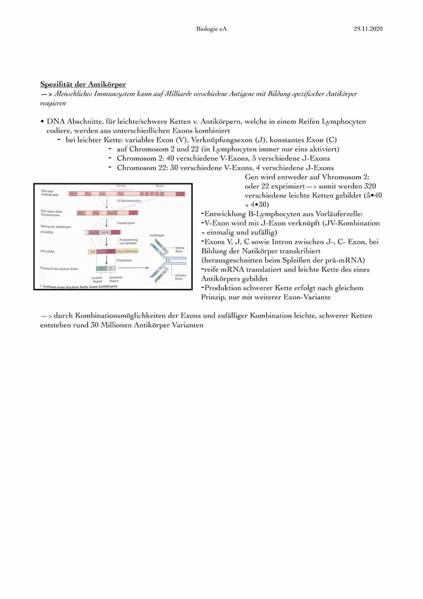 Immunabwehr
1. Abwehrsysteme
ständige Bedrohung des menschlichen Körpers durch Krankheitserreger, wie Viren,
Bakterien, Pilze & tierische Ei