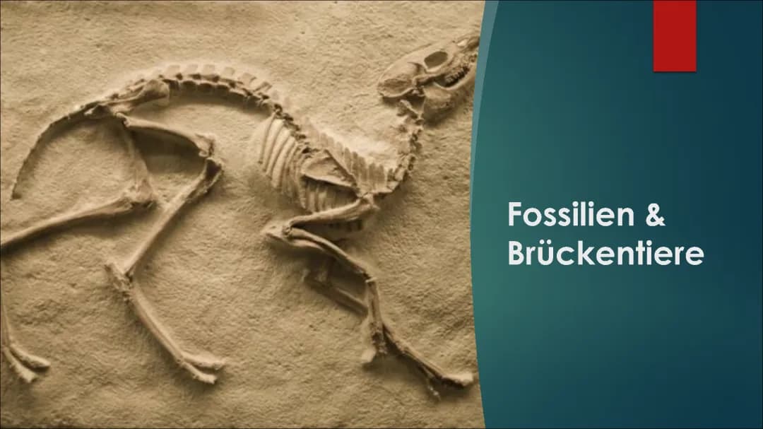 Fossilien und Brückentiere Referat