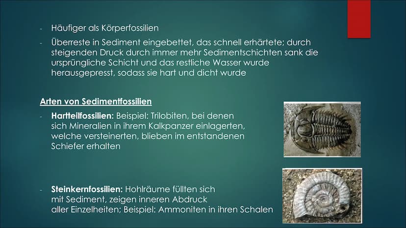 Fossilien &
Brückentiere Themen
Fossilienarten
Arten von Sedimentfossilien
► Bedeutung für die Wissenschaft
► Altersbestimmung von Fossilien