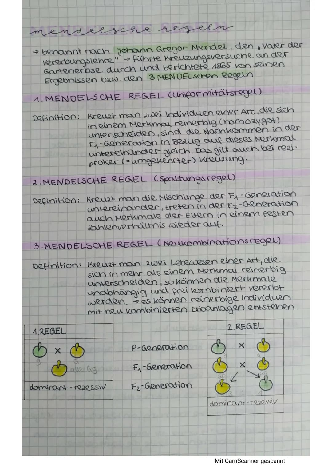 mendelsche regeln
→ benannt nach Johann Gregor Mendel, den, Vater der
vererbungslehre" → führte Kreuzungsversuche an der
Gartenerbse durch u