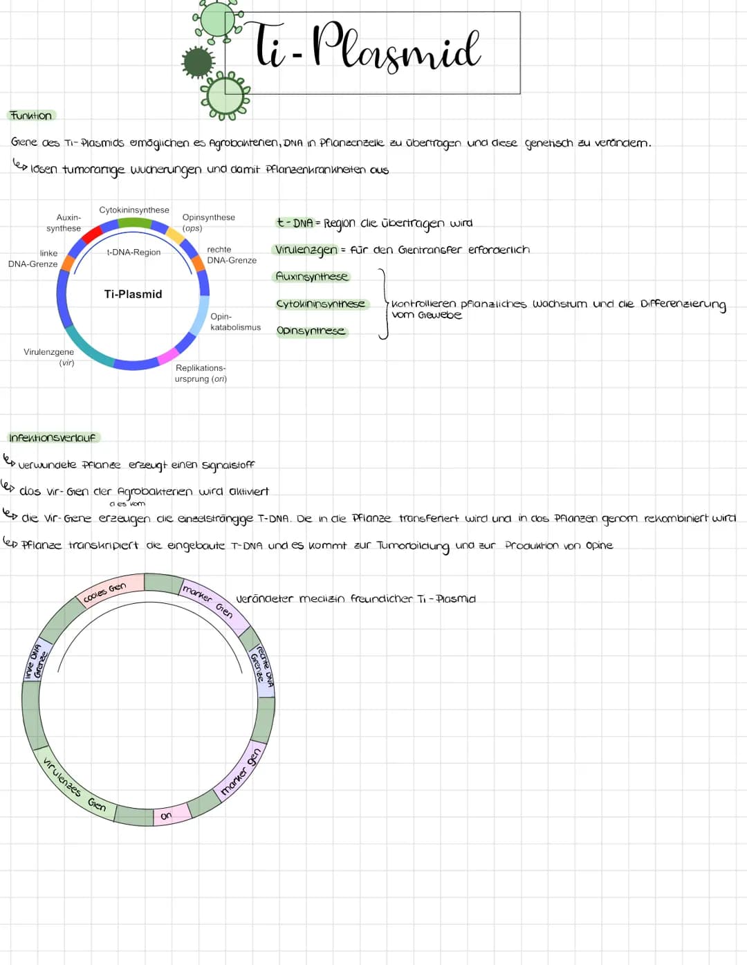 Ti-Plasmid
Gene des Ti-Plasmids ermöglichen es Agrobakterien, DNA in Pflanzenzelle zu übertragen und diese genetisch zu verändem.
elosen tum
