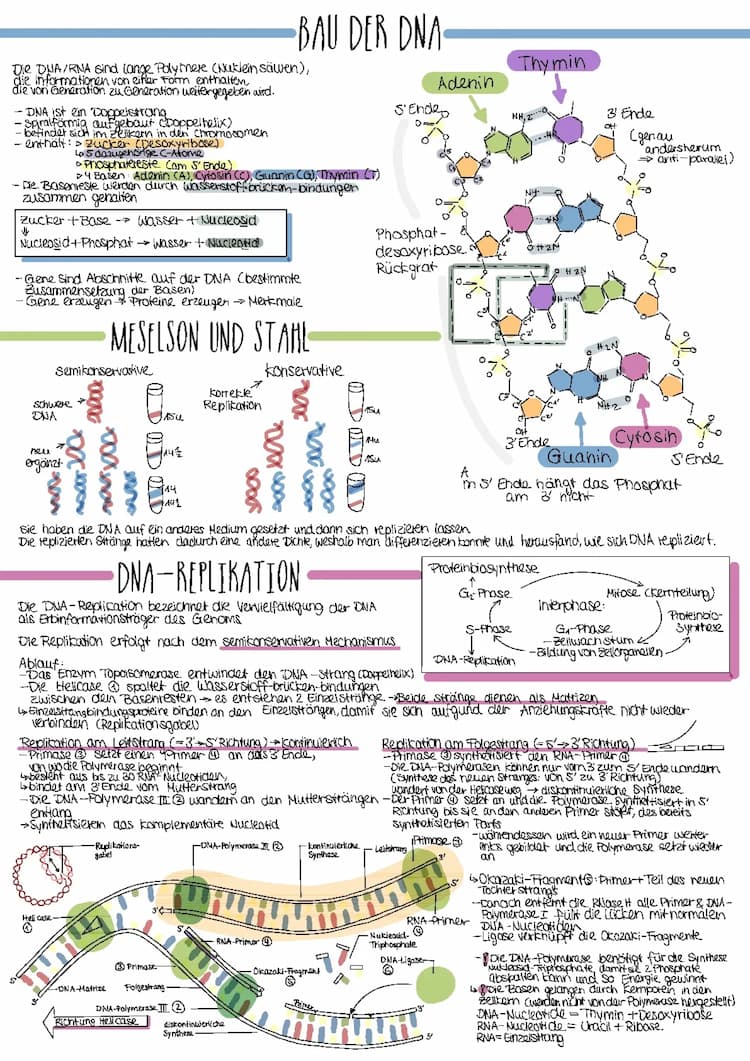 Know Proteinbiosynthese, Bau der DNA thumbnail