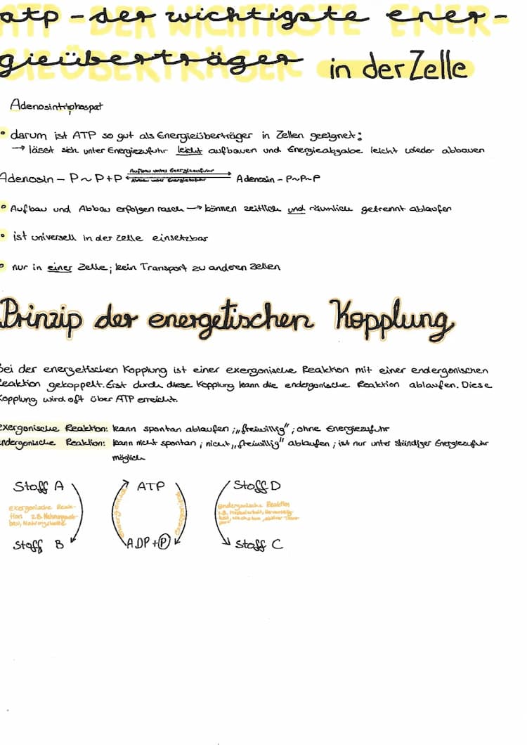 Know ATP und energetische Kopplung thumbnail