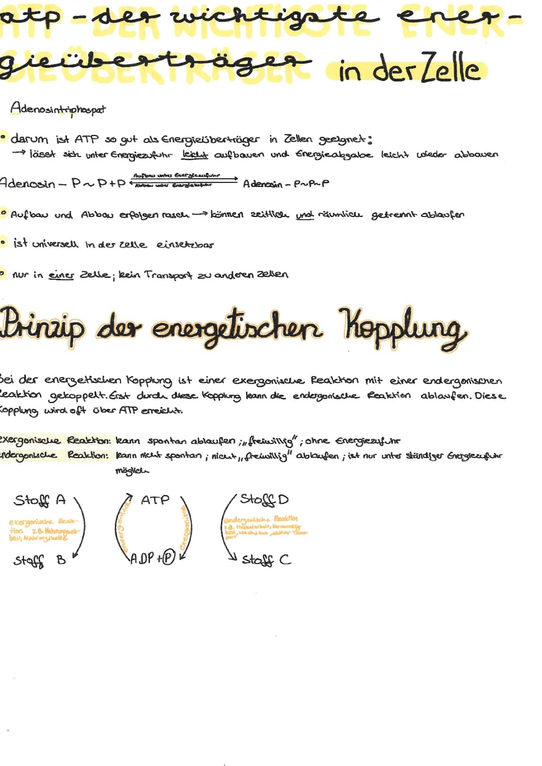 ATP und energetische Kopplung: Einfach erklärt mit Beispielen aus der Biologie