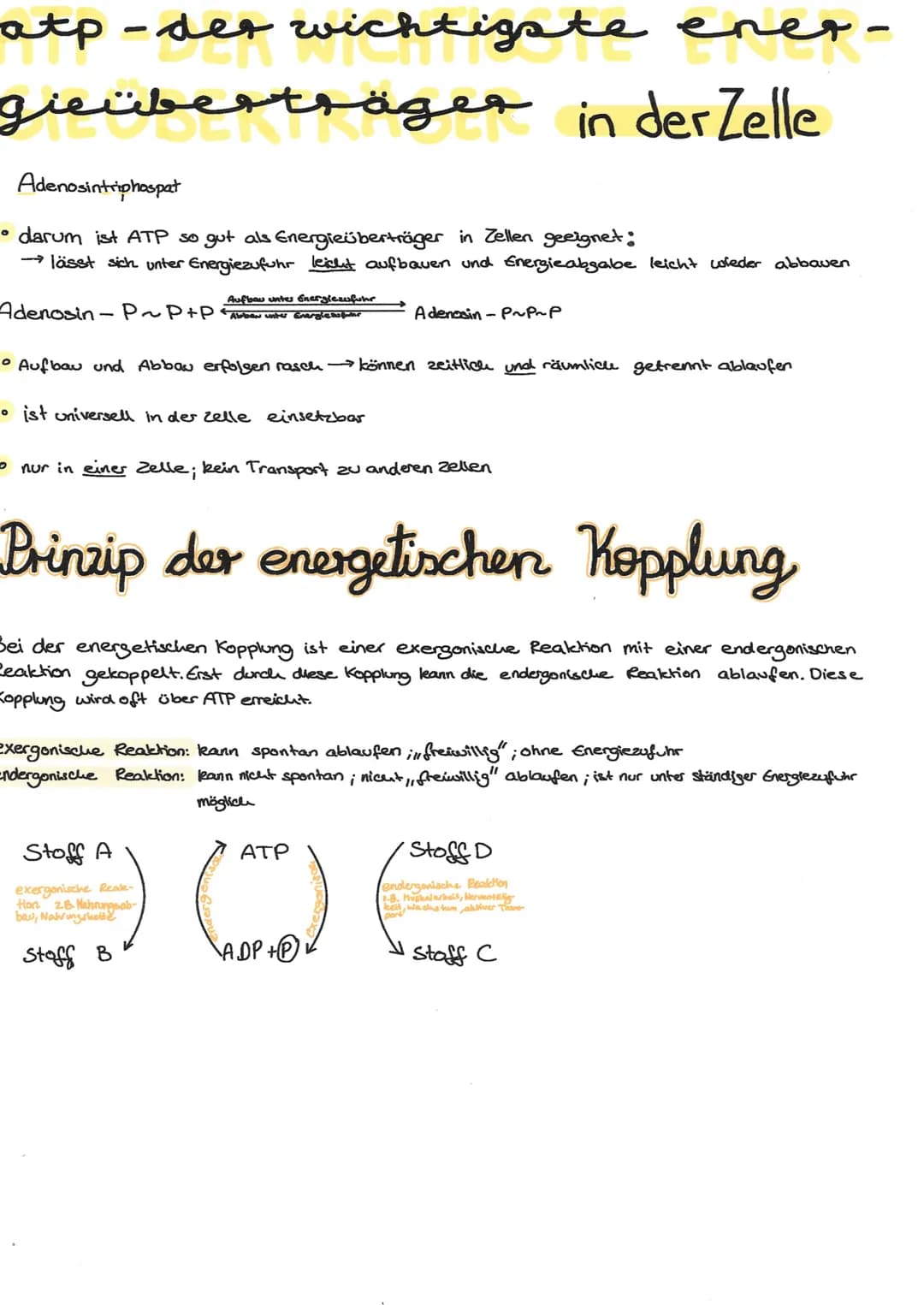atp - der wichtigste ener-
gieüberträger in der Zelle
Adenosintriphospat
• darum ist ATP so gut als Energieüberträger in Zellen geeignet:
→→