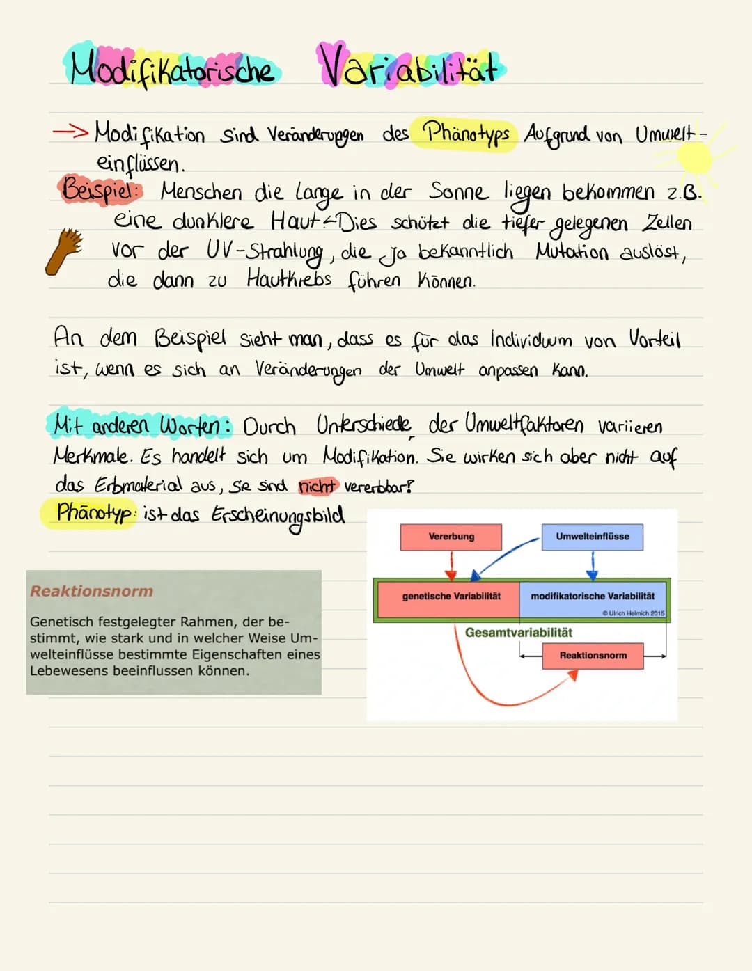 Modifikatorische Variabilität
Modifikation sind Veränderungen des Phänotyps Aufgrund von Umurelt-
einflüssen.
Beispiel: Menschen die lange i