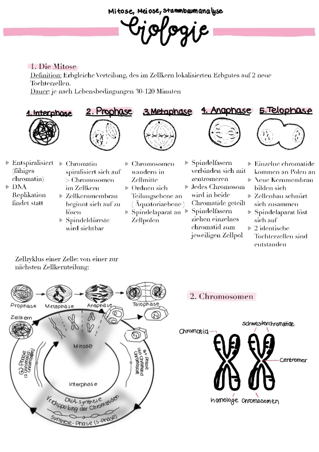 Mitose und Meiose einfach erklärt - Phasen, Übungen, und Lösungen