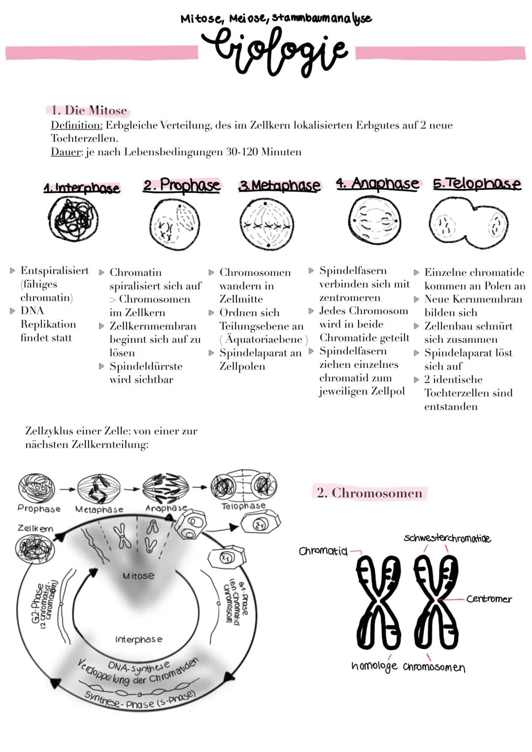 1. Interphase
► Entspiralisiert ► Chromatin
(fähiges
chromatin)
► DNA
1. Die Mitose
Definition: Erbgleiche Verteilung, des im Zellkern lokal