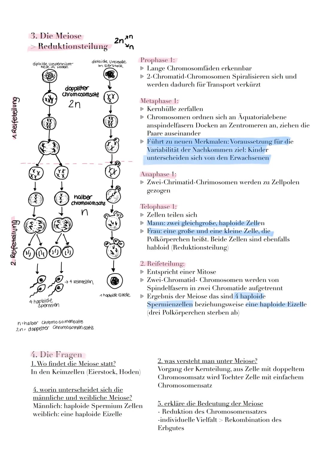 1. Interphase
► Entspiralisiert ► Chromatin
(fähiges
chromatin)
► DNA
1. Die Mitose
Definition: Erbgleiche Verteilung, des im Zellkern lokal