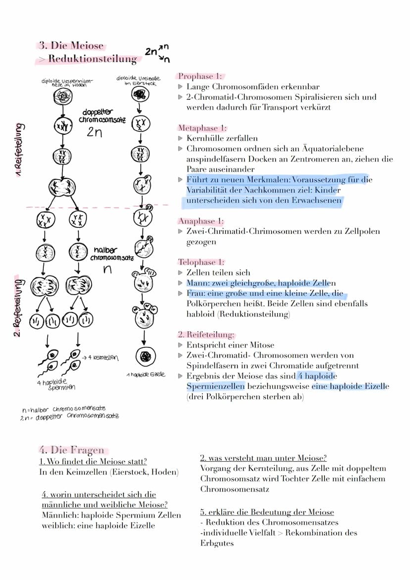 1. Interphase
► Entspiralisiert ► Chromatin
(fähiges
chromatin)
► DNA
1. Die Mitose
Definition: Erbgleiche Verteilung, des im Zellkern lokal