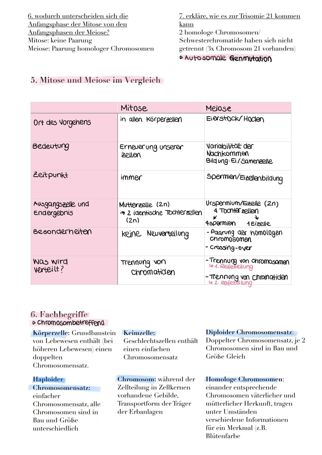 1. Interphase
► Entspiralisiert ► Chromatin
(fähiges
chromatin)
► DNA
1. Die Mitose
Definition: Erbgleiche Verteilung, des im Zellkern lokal