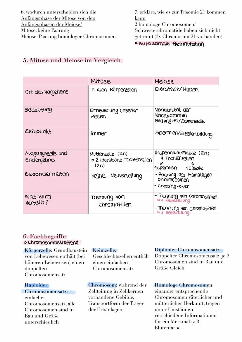 1. Interphase
► Entspiralisiert ► Chromatin
(fähiges
chromatin)
► DNA
1. Die Mitose
Definition: Erbgleiche Verteilung, des im Zellkern lokal