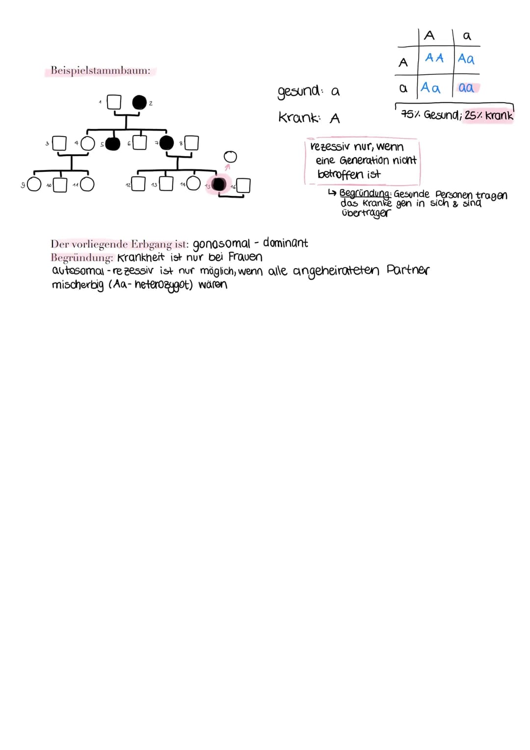 1. Interphase
► Entspiralisiert ► Chromatin
(fähiges
chromatin)
► DNA
1. Die Mitose
Definition: Erbgleiche Verteilung, des im Zellkern lokal