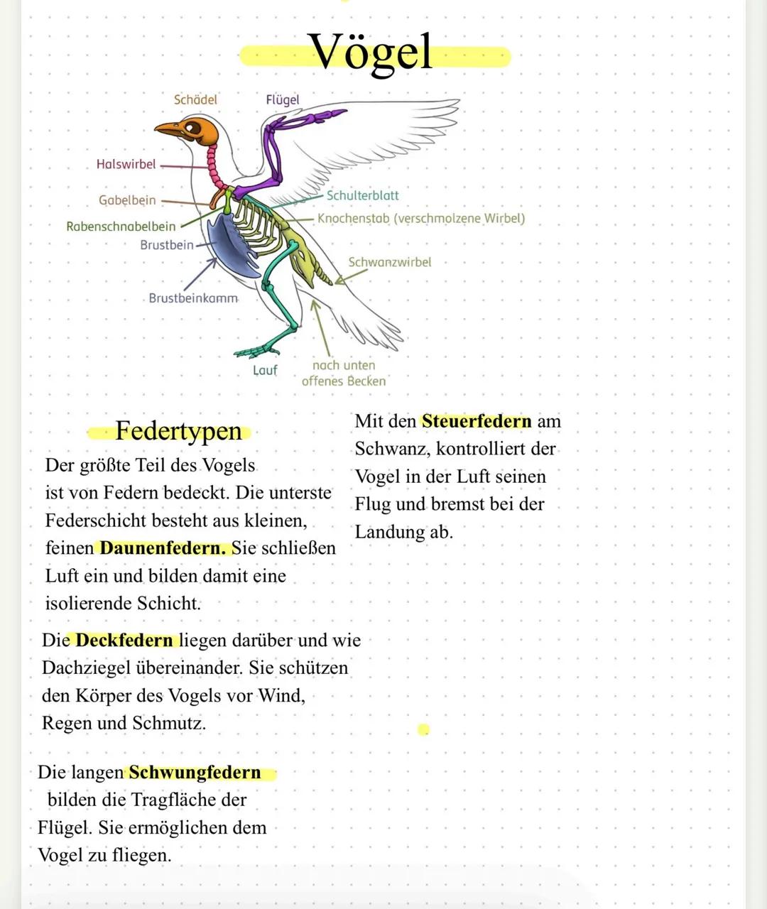 Flugform
Energieaufwand
Flügelstellung
Geschwindigkeit
Gleitflug Rüttelflug
gering sehr hoch
weit
schnelles
ausgebreitet Schlagen
sinkt
Voge
