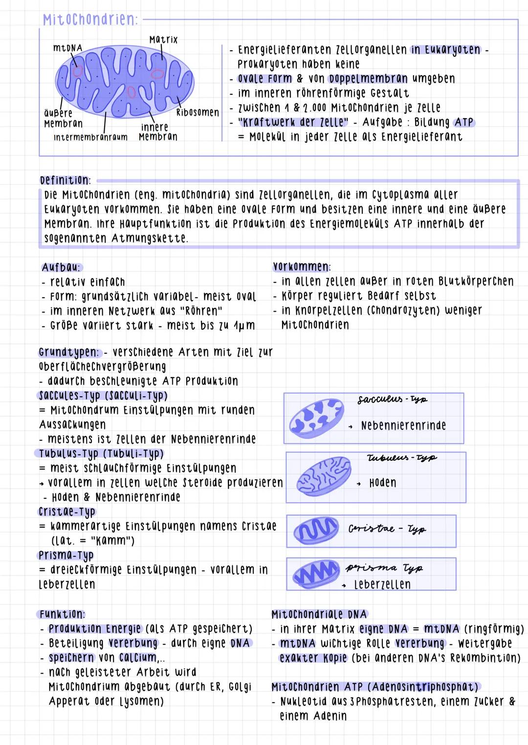 Mitochondrien:
äußere
Membran
-
mtDNA
Aufbau:
➜
www
intermembranraum
-
Definition:
Die Mitochondrien (eng. mitochondria) sind Zellorganellen
