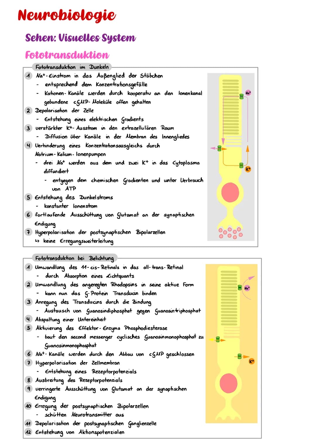 Neurobiologie
Sehen: Visuelles System
Fototransduktion
Fototransduktion im Dunkeln
1 Nat-Einstrom in das Außenglied der Stäbchen
entsprechen