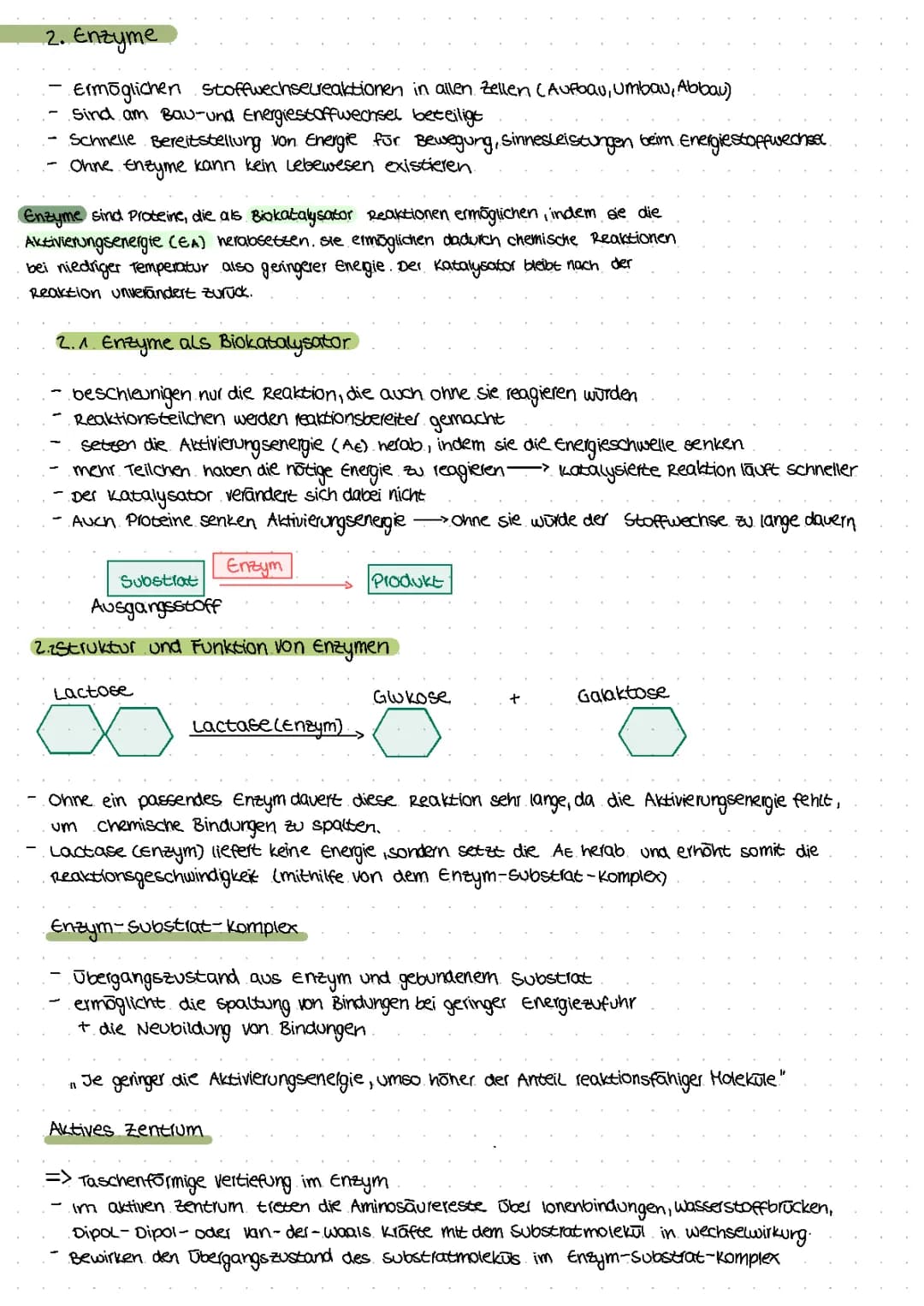 Enzyme: Struktur, Funktion und Eigenschaften