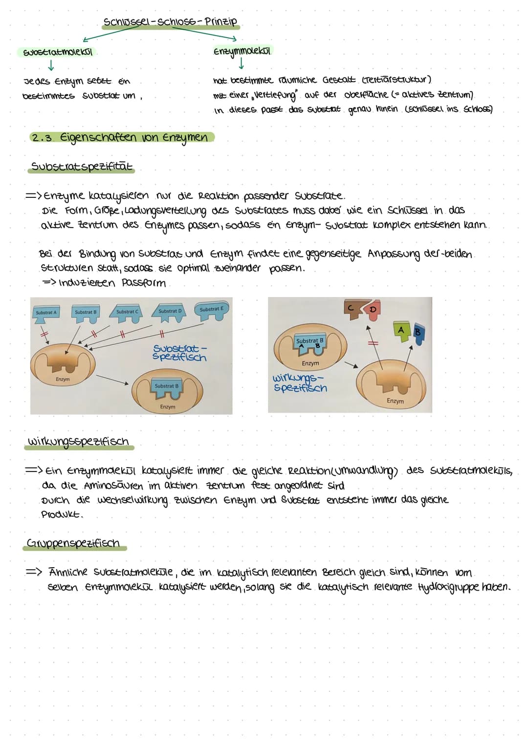 2. Enzyme
Ermöglichen Stoffwechselreaktionen
Sind am Bau-und Energiestoffwechsel
in allen Zellen (Aufbau, umbau, Abbau)
beteiligt
Schnelle B