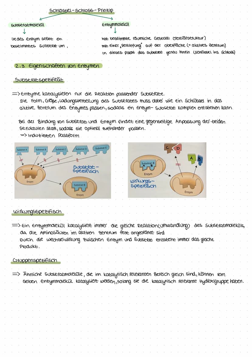 2. Enzyme
Ermöglichen Stoffwechselreaktionen
Sind am Bau-und Energiestoffwechsel
in allen Zellen (Aufbau, umbau, Abbau)
beteiligt
Schnelle B