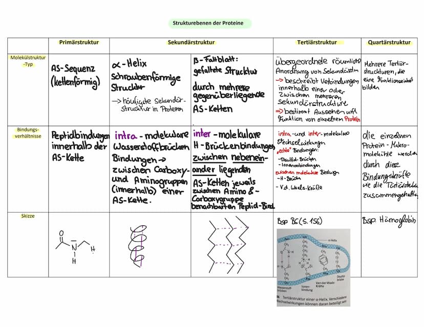 Klausur 2-Chemie-Eigene Zusammenfassung
1. Aminosäuren
1.1. Bau der Aminosäuren
Aminosäure Molekühl mit Aminogruppe & Carboxygruppe
Chiralit