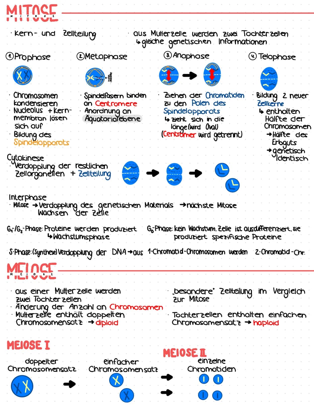 MITACE
FILTVOL
·Kern- und Zellteilung
ⒸProphase
XX
Chromosomen
kondensieren
Nucleolus + Kern-
membran lösen
sich auf
Bildung des
Spindelappa