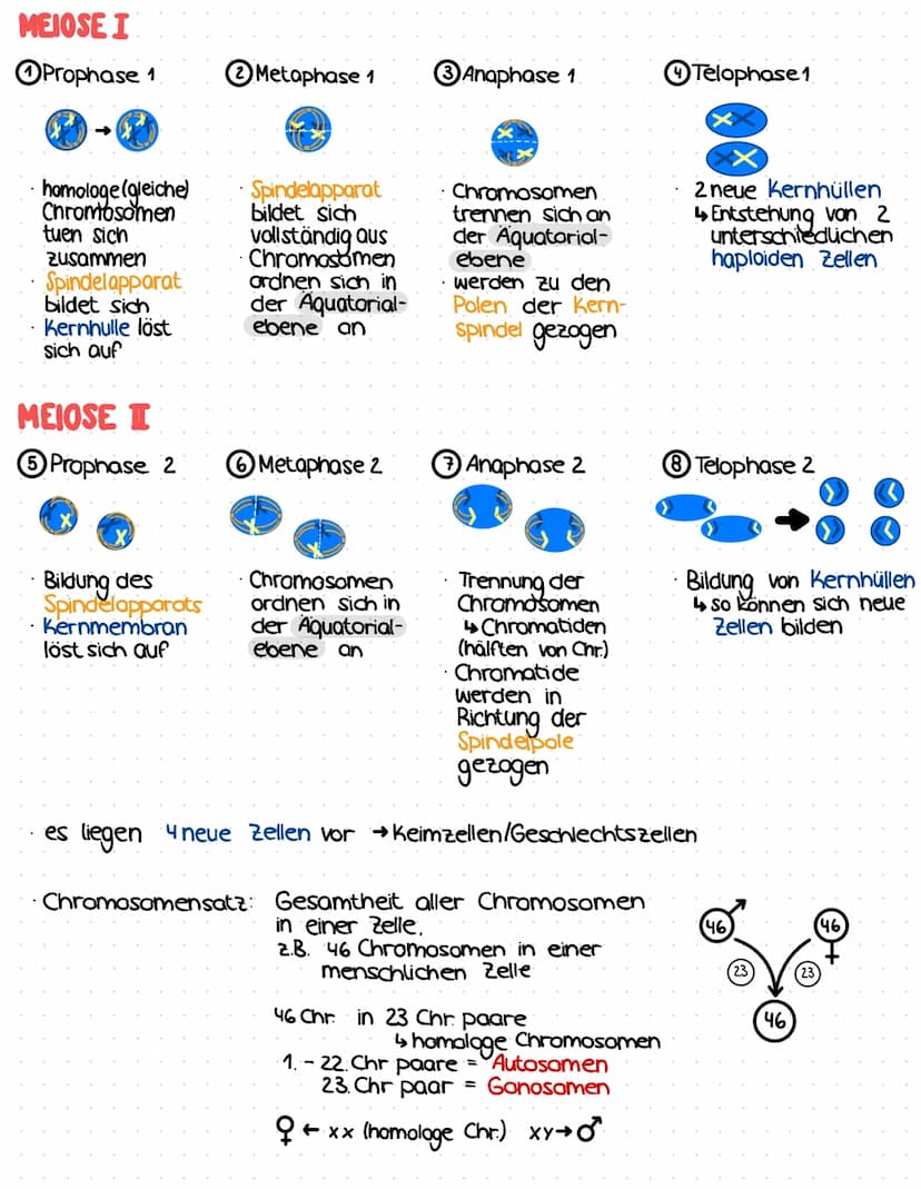 MITACE
FILTVOL
·Kern- und Zellteilung
ⒸProphase
XX
Chromosomen
kondensieren
Nucleolus + Kern-
membran lösen
sich auf
Bildung des
Spindelappa