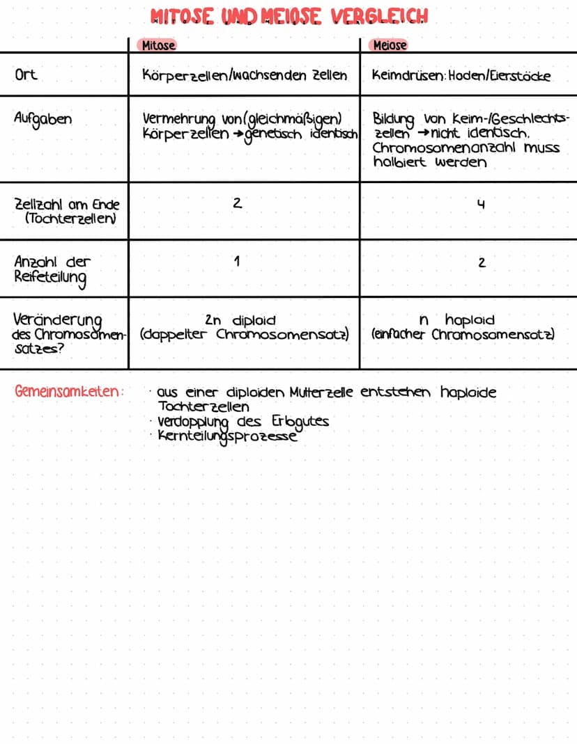 MITACE
FILTVOL
·Kern- und Zellteilung
ⒸProphase
XX
Chromosomen
kondensieren
Nucleolus + Kern-
membran lösen
sich auf
Bildung des
Spindelappa