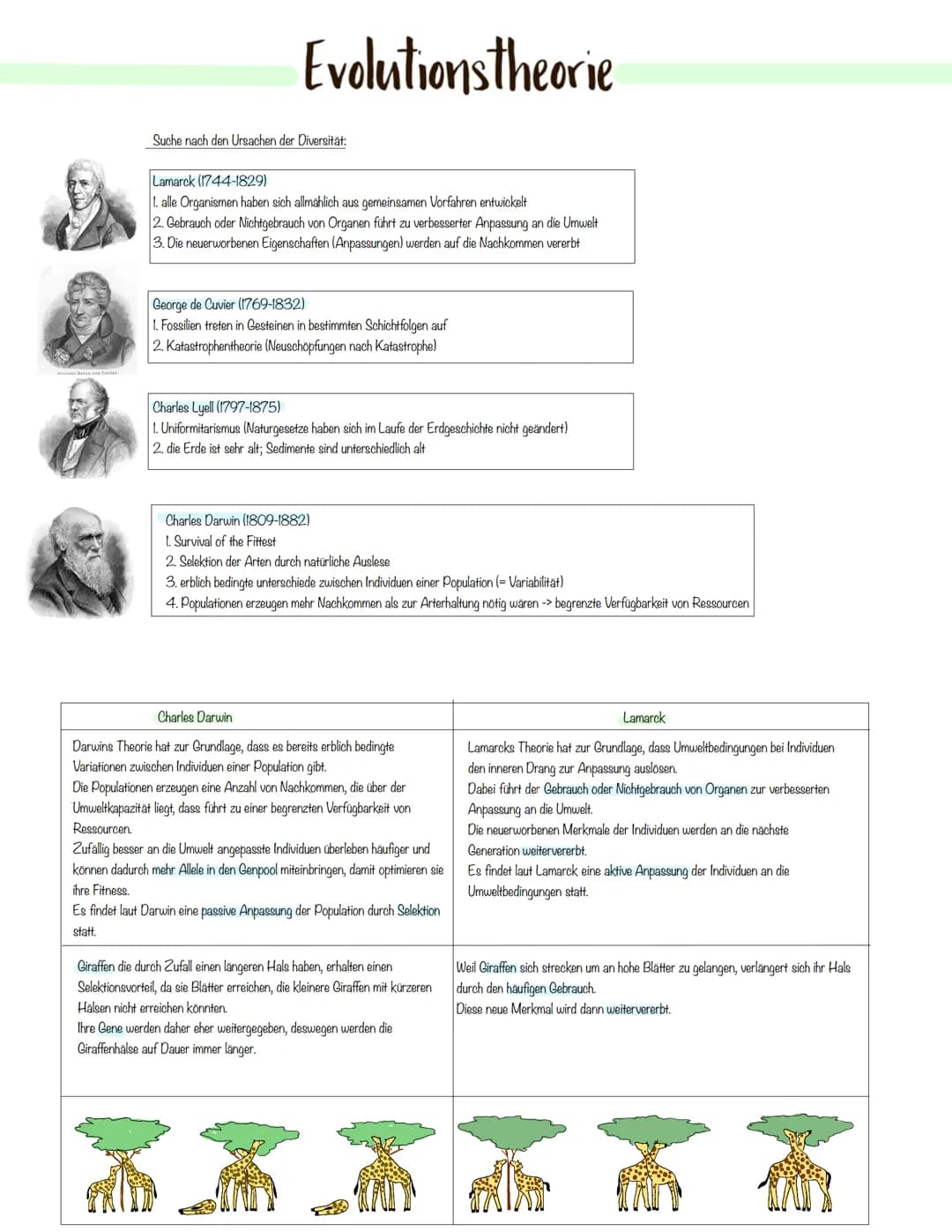Evolution Variabilität und Vielfalt
Auf der Erde gibt es eine große ökologische Vielfalt.
Dabei beobachtet man, dass:
→> sich Organismen lei
