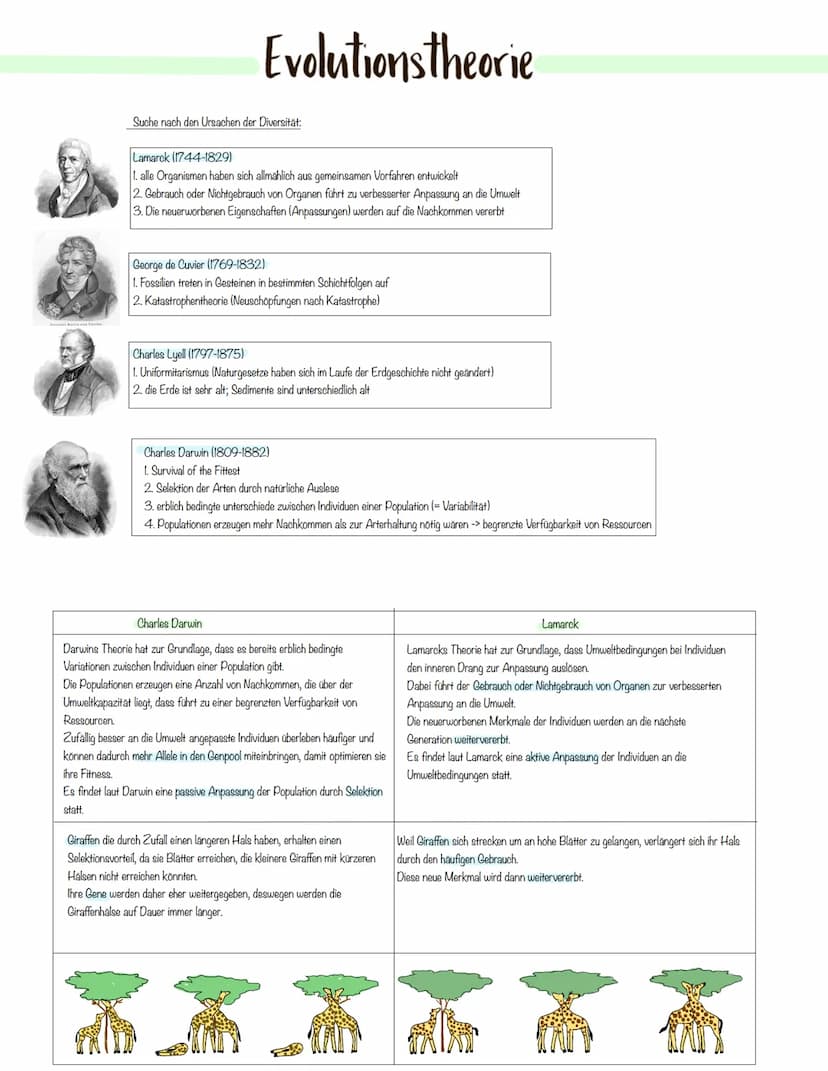 Evolution Variabilität und Vielfalt
Auf der Erde gibt es eine große ökologische Vielfalt.
Dabei beobachtet man, dass:
→> sich Organismen lei