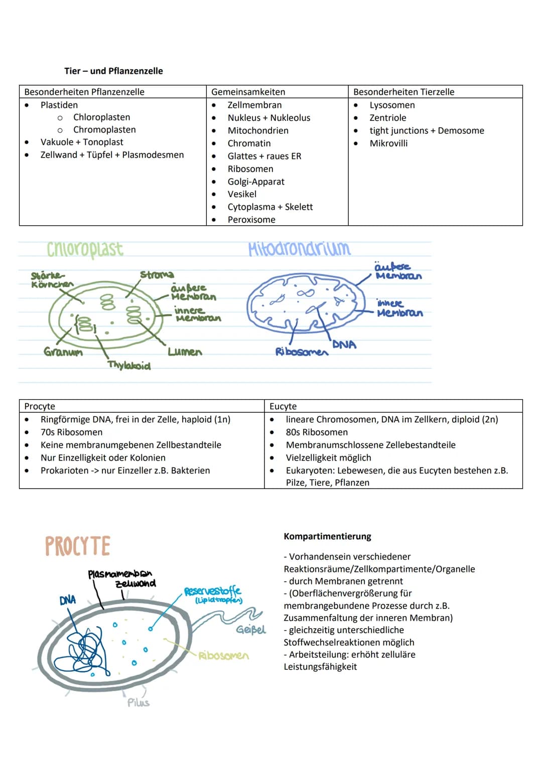 Allgemeine Basics
Prinzipien des Lebendigen
Reproduktion -> fundamentalste Eigenschaft, Weitergeben von Erbinformationen
Steuerung + Regelun
