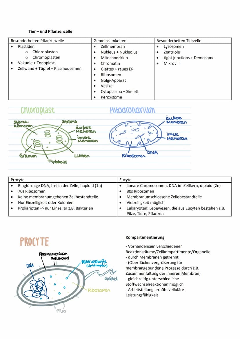 Allgemeine Basics
Prinzipien des Lebendigen
Reproduktion -> fundamentalste Eigenschaft, Weitergeben von Erbinformationen
Steuerung + Regelun