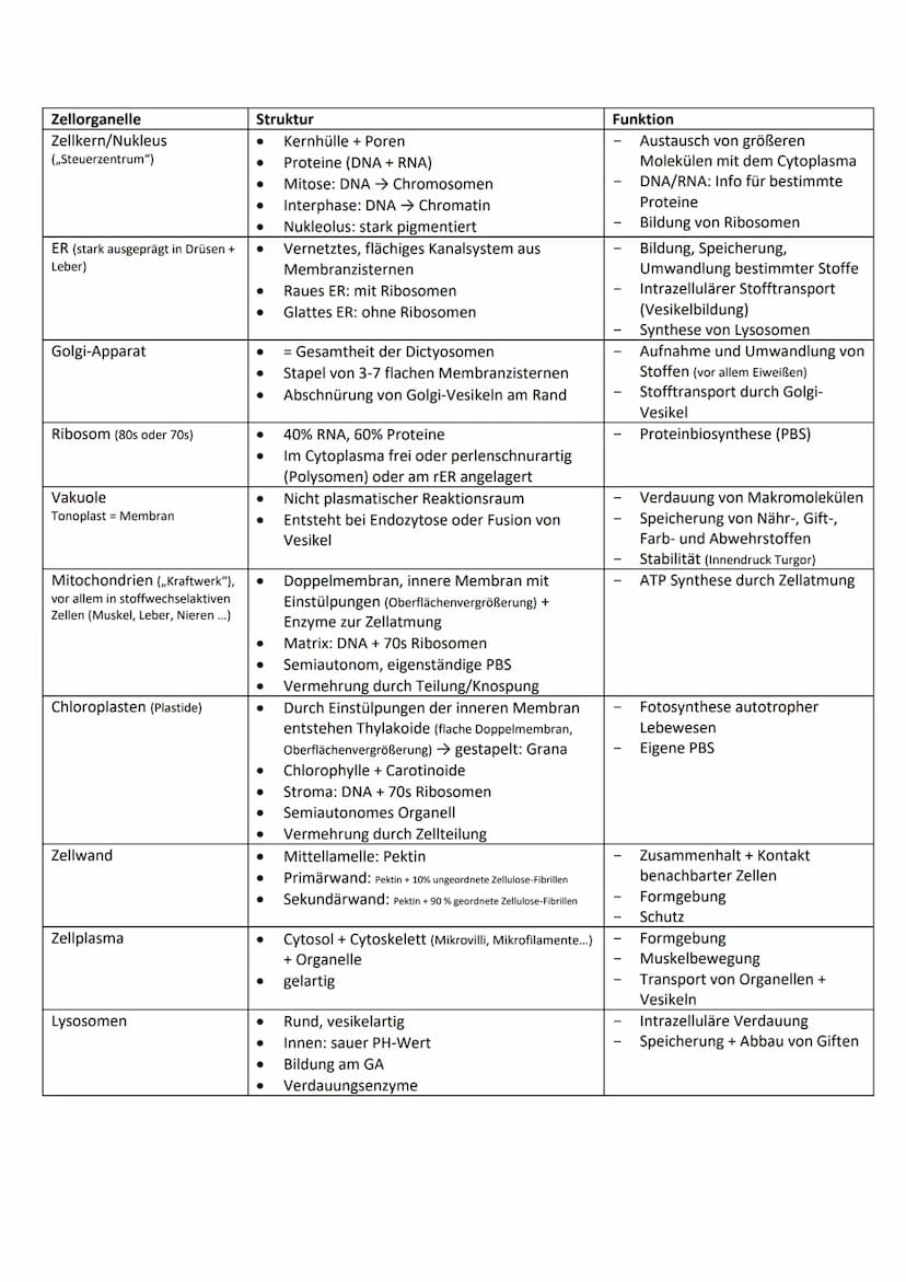 Allgemeine Basics
Prinzipien des Lebendigen
Reproduktion -> fundamentalste Eigenschaft, Weitergeben von Erbinformationen
Steuerung + Regelun