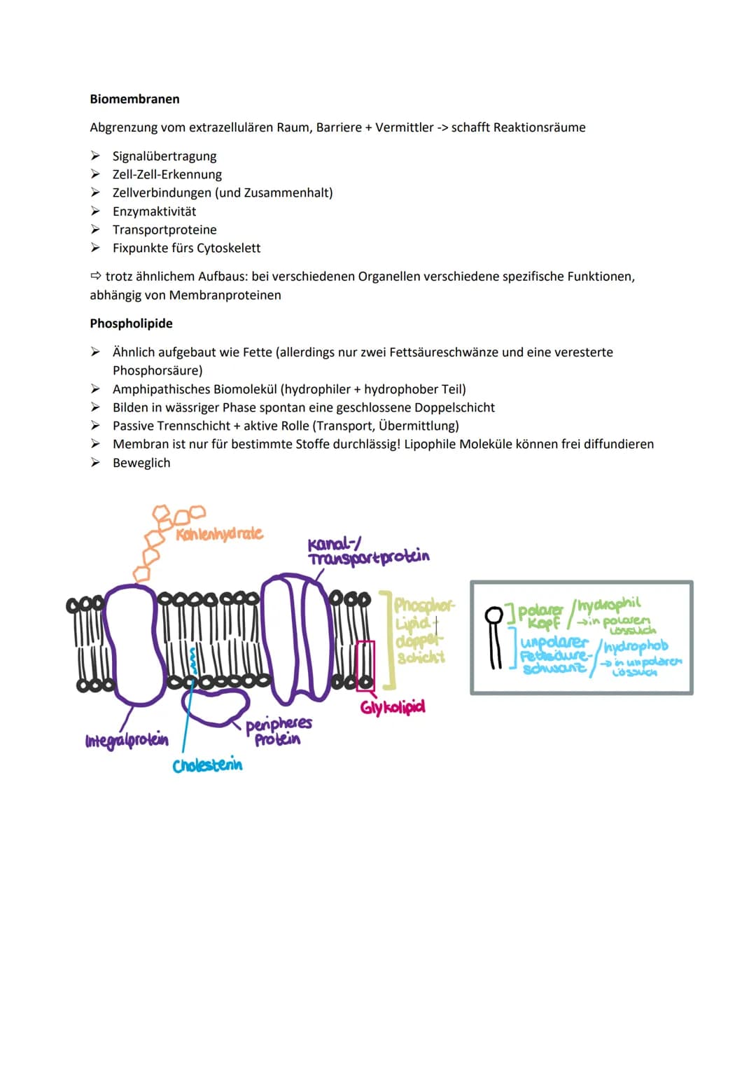 Allgemeine Basics
Prinzipien des Lebendigen
Reproduktion -> fundamentalste Eigenschaft, Weitergeben von Erbinformationen
Steuerung + Regelun