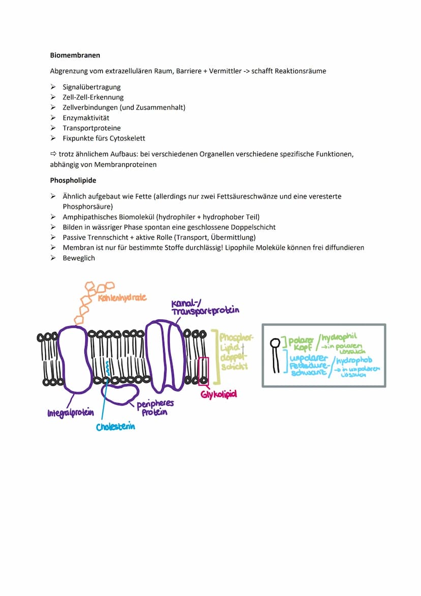 Allgemeine Basics
Prinzipien des Lebendigen
Reproduktion -> fundamentalste Eigenschaft, Weitergeben von Erbinformationen
Steuerung + Regelun
