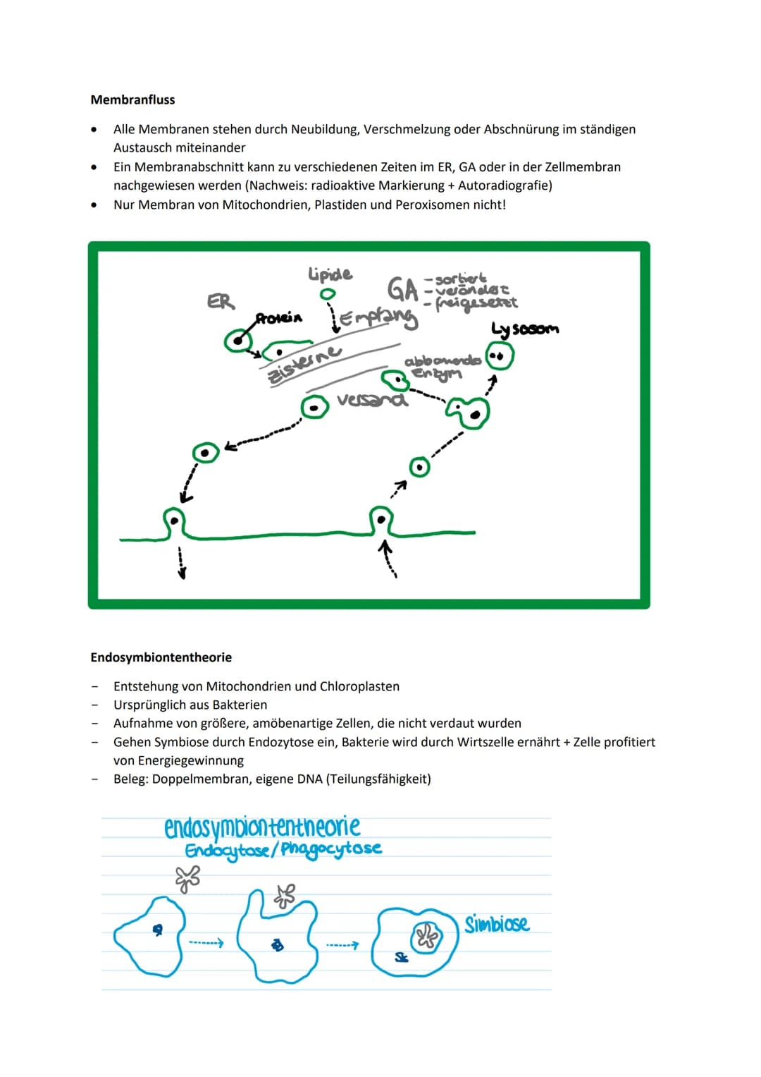 Allgemeine Basics
Prinzipien des Lebendigen
Reproduktion -> fundamentalste Eigenschaft, Weitergeben von Erbinformationen
Steuerung + Regelun