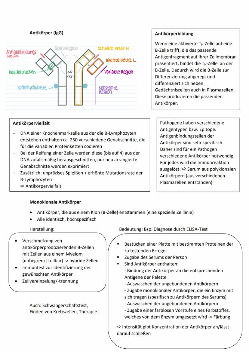 Allgemeine Basics
Prinzipien des Lebendigen
Reproduktion -> fundamentalste Eigenschaft, Weitergeben von Erbinformationen
Steuerung + Regelun