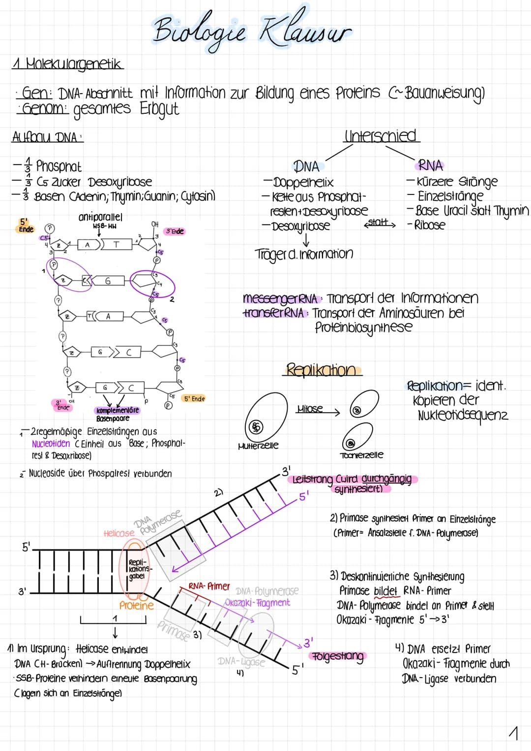 Biologie Klausur
1 Molekulargenetik
· Gen: DNA-Abschnitt mit Information zur Bildung eines Proteins (~Bauanweisung)
Genom: gesamtes Erbgut
A