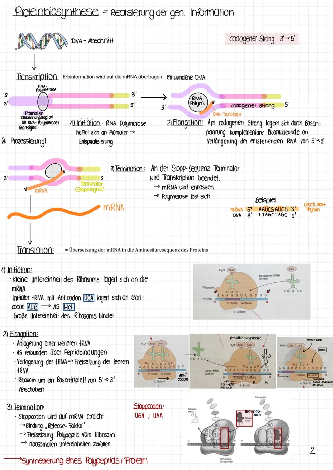 Biologie Klausur
1 Molekulargenetik
· Gen: DNA-Abschnitt mit Information zur Bildung eines Proteins (~Bauanweisung)
Genom: gesamtes Erbgut
A
