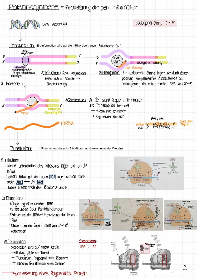 Biologie Klausur
1 Molekulargenetik
· Gen: DNA-Abschnitt mit Information zur Bildung eines Proteins (~Bauanweisung)
Genom: gesamtes Erbgut
A